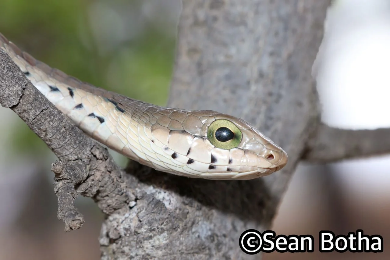 Boomslang Removal from Centurion