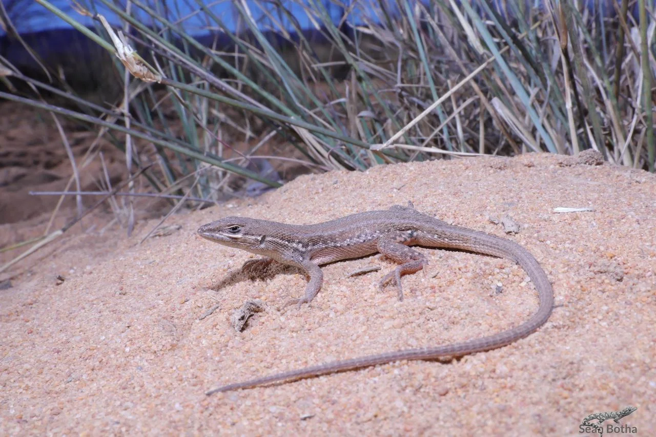 Ichnotropis capensis. From near Vaalwater, Limpopo. Sean Botha.