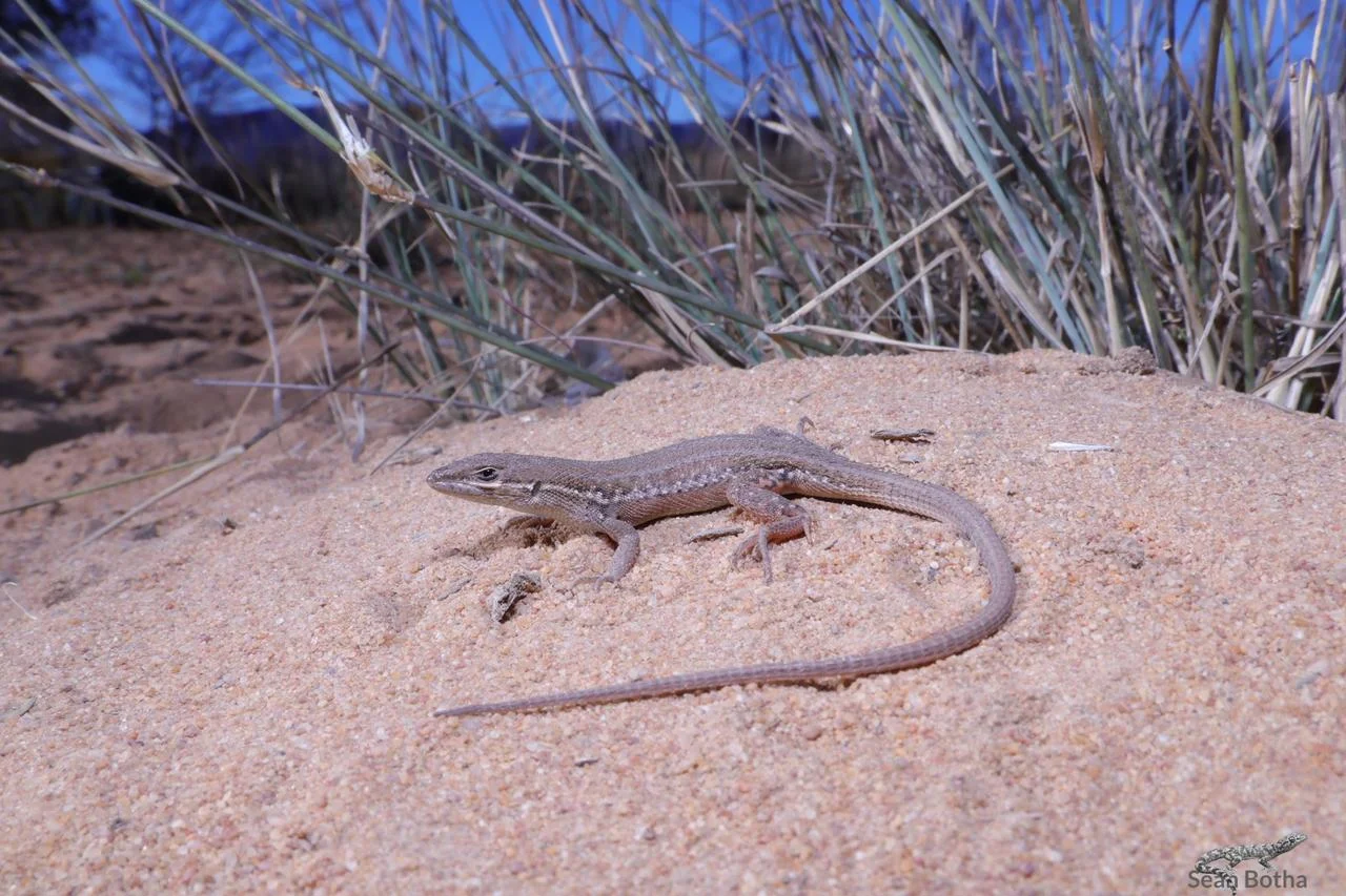 Ichnotropis capensis. From near Vaalwater, Limpopo. Sean Botha.