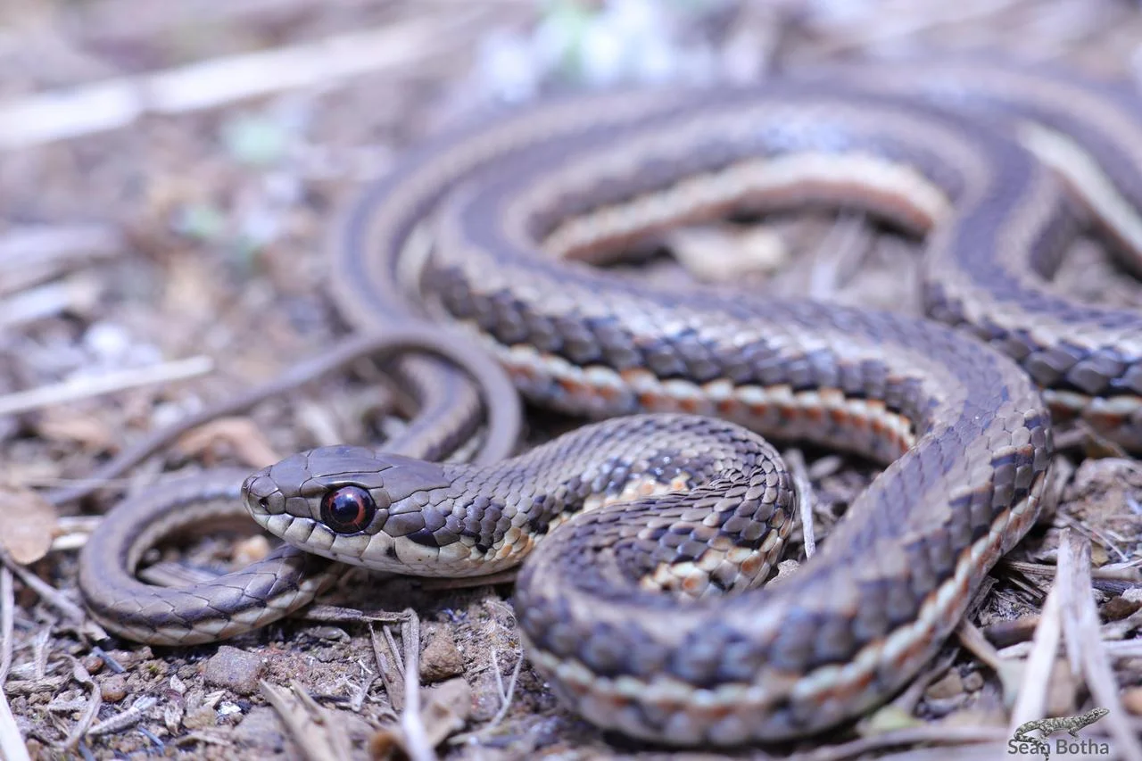 Psammophylax rhombeatus. From Elandsfontein, Gauteng. Sean Botha.