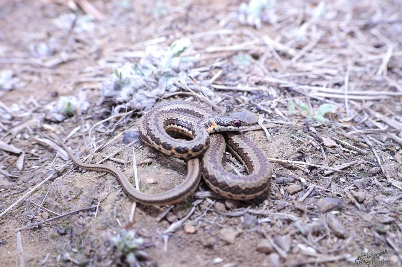 Psammophylax rhombeatus. From Elandsfontein, Gauteng. Sean Botha.