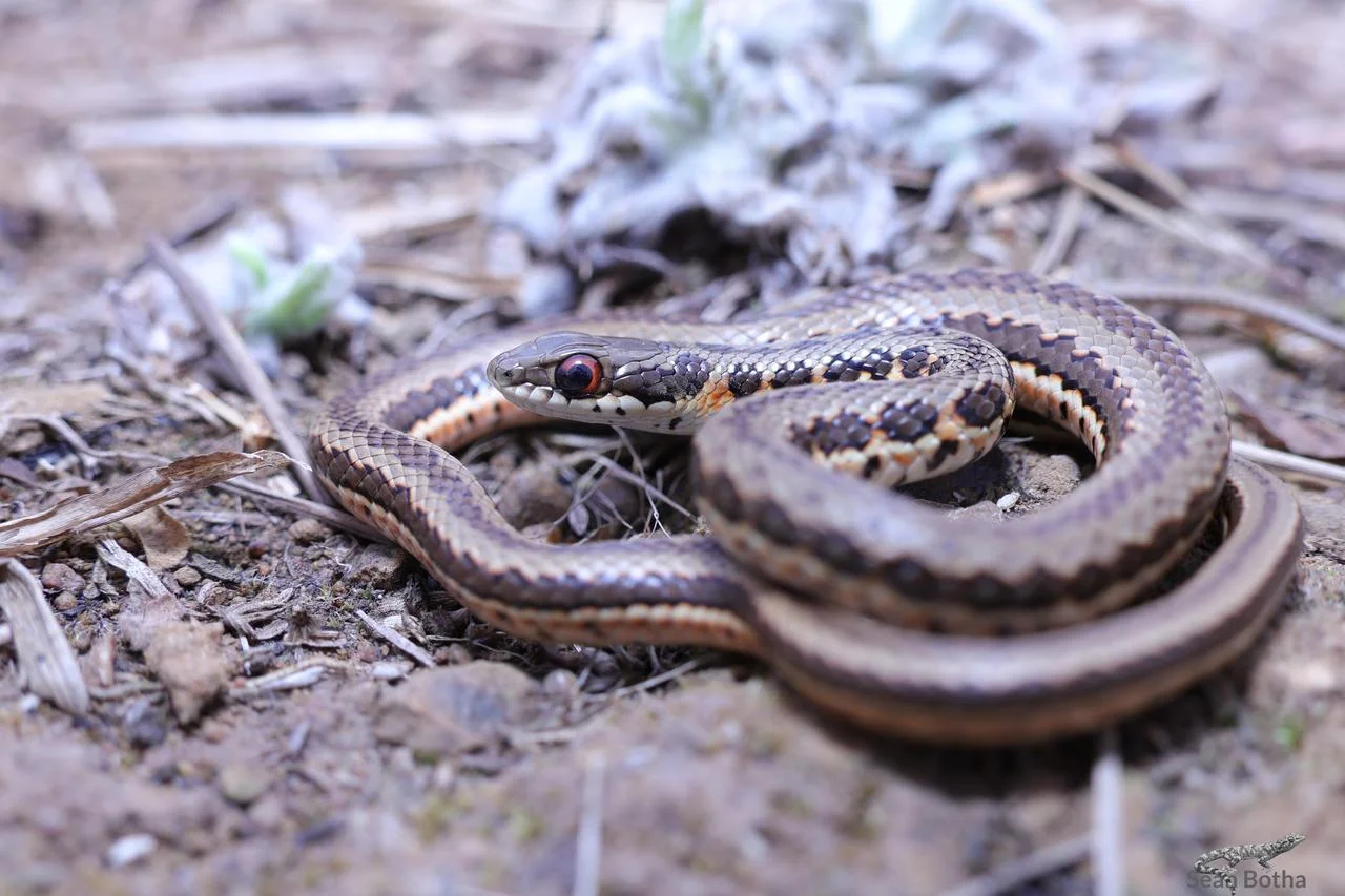Psammophylax rhombeatus. From Elandsfontein, Gauteng. Sean Botha.